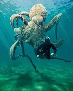 Not all individual octopuses are the same. Scientists have d