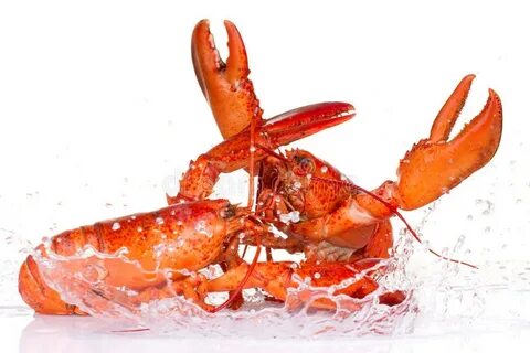 Lobsters Fighting Photos - Free & Royalty-Free Stock Photos 