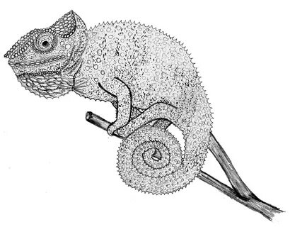 Chameleon Drawing at PaintingValley.com Explore collection o