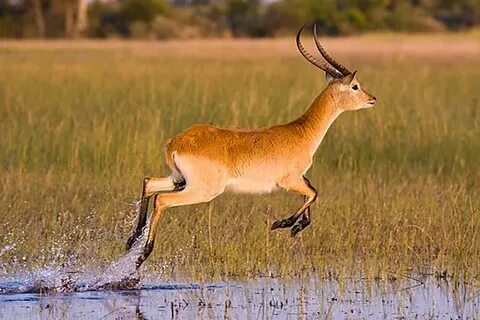 The Red Lechwe is an antelope found in abundance in the Okav
