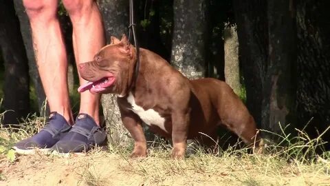 LILITH-9 months old choco ghost tri american bully pocket fe