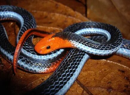 Venom of deadly snake that hunts young cobra can be used to 