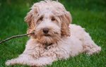 10 Facts About Goldendoodle Goldendoodle Dog Breed Informati