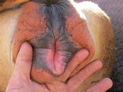 Animal Porn and Beastiality Image Board - Post 34797: anus b