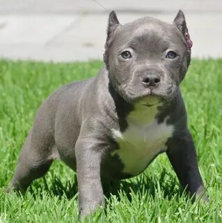 Pitbull Puppies for Sale Blue Pitbulls Puppies - Los Angeles