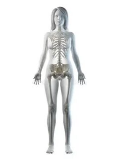 A females skeletal system stock illustration. Illustration o