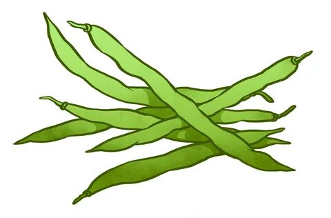 uploads green bean green bean PNG2 - Png Press png transpare