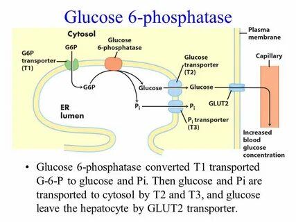 Glycogen metabolism. - ppt video online download