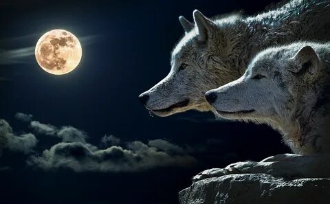 Wolf Lobo Par Luna - Foto gratis en Pixabay Кухня Ведьма, Дух Волка, Ведьмы...