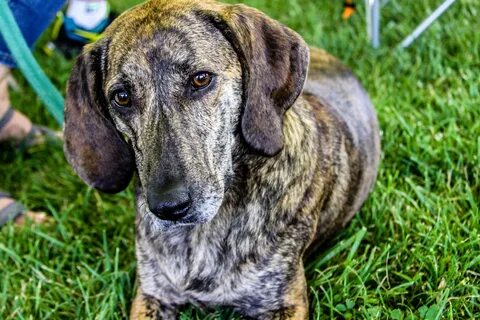 The History of the Plott Hound - The Official NC State Dog