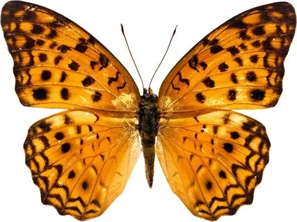 Butterfly PNG Image Butterfly images, Orange butterfly, Butt