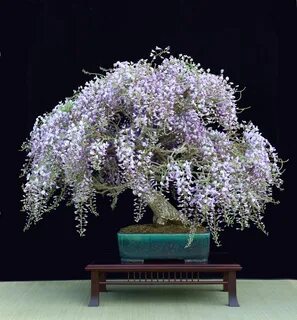 Stunning Wisteria Bonsai in full bloom, by Heike van Gunst. 