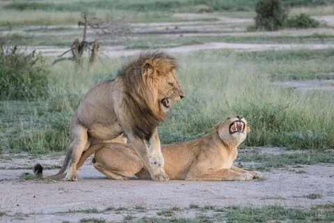 A New Beginning: New Lion Cubs Discovered - Londolozi Blog