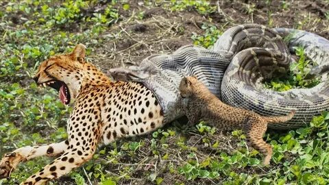 OMG! Giant Python Swallowing Leopard Cub When Mother Leopard