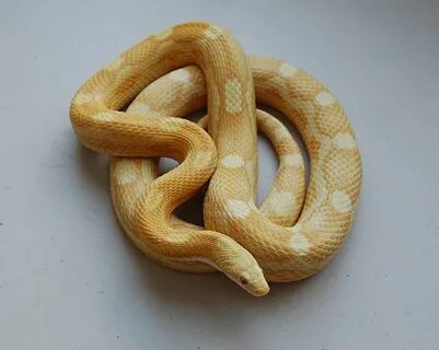 Butter Motley Cornsnake - Ians Vivarium