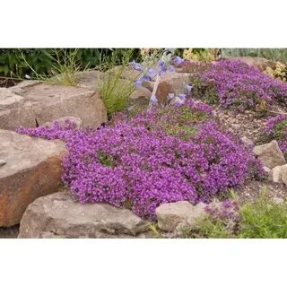 Thyme, Creeping - Red Friends School Plant Sale