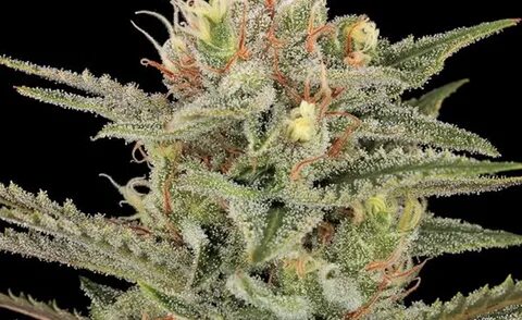 Dinafem Seeds: Original Amnesia - Best Prices - StonerSuperm