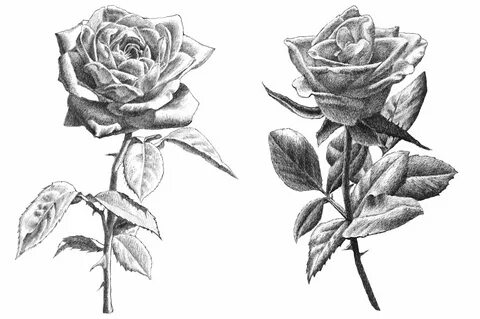 Rose Flowers Drawings In Pencil