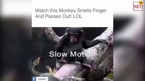 LOL! Watch this monkey smell its finger and pass out - YouTu