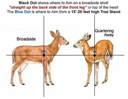 deer anatomy chart - Fomo