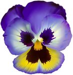 pansy flower clipart - image #19