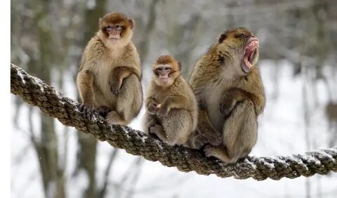 Buddies help monkeys to survive tough times Nature