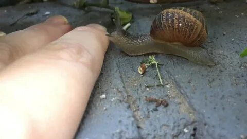 JustSnails57-SningerLickingGood - YouTube