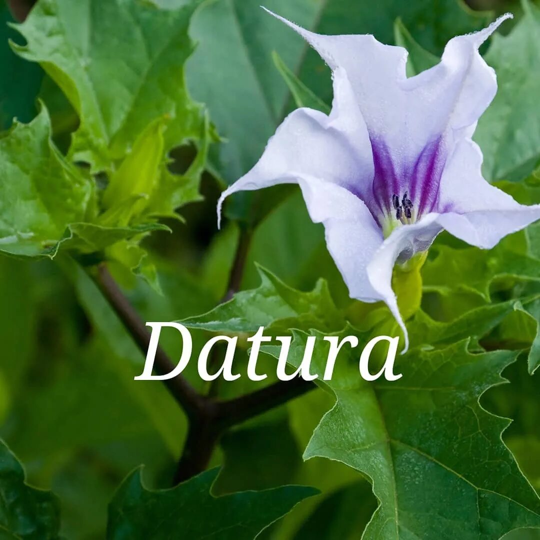 Drug Info na Instagramie: "Datura is a hallucinogenic plant from the d...