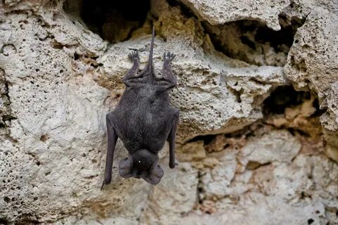 Outtakes: From Inside One of the World’s Biggest Bat Caves