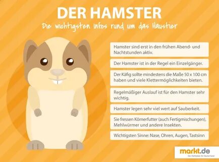 Wie sieht artgerechte Hamsterhaltung aus? markt.de