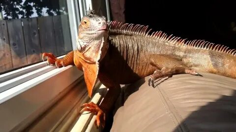 Red iguana - YouTube