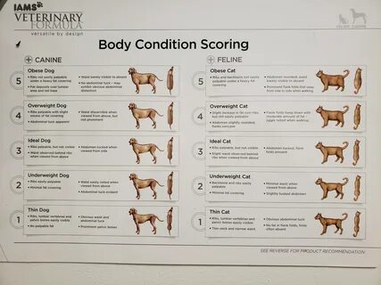 dog chonk chart - Monsa.manjanofoundation.org