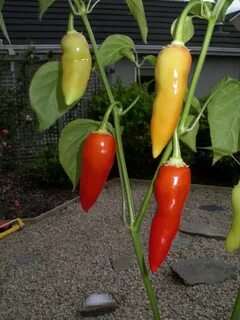 Aji Crystal Pepper Seeds 281 - Turtle Tree Seed Initiative