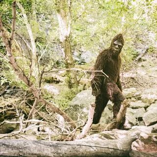 eDNA Proof of Bigfoot?