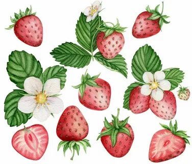 Watercolor Strawberry Clipart Watercolor Flowers Clipart Ets