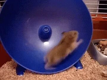 Hamster Wheel GIFs - 70 Animated Rodents Run in a Wheel