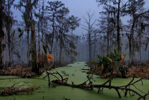 Проклятие комплекса болот Манчак (штат Луизиана, США) - Мир 
