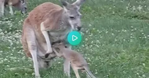 Joey struggling to jump into its mother's pouch - GIF on Img