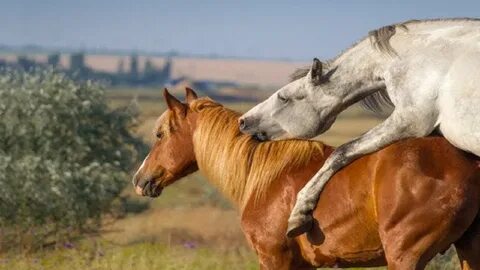 Horses Mating