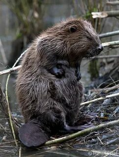 Drawn beaver animal combination - Pencil and in color drawn 