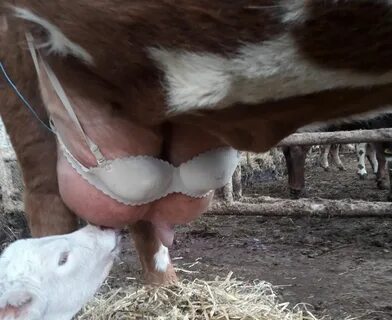 Udderly Brilliant Bra Protects Cow's Teats.