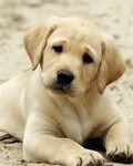12 Best Dog Breeds for Families with Young Children - Binezr