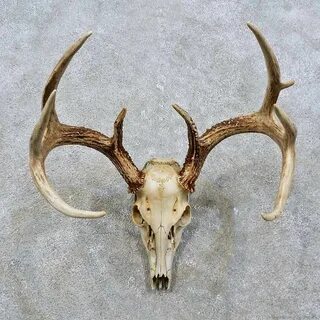 Whitetail Deer Skull European Mount For Sale #15820 - The Ta
