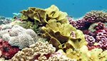 Refugee corals' move to escape warming seas Coral reef ecosy
