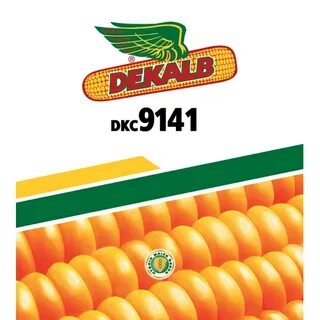 AGRO SHOPY MAIZE SEEDS DEKALB DKC 9141