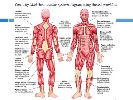 PRELIMINARY HSC PDHPE CQ1 - How do the musculoskeletal and c