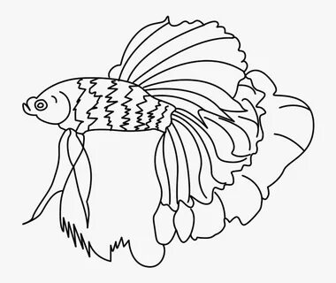 35+ View Beta Fish Clip Art Transparent Background Free - To