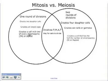 A Comparison of Mitosis and Meiosis - YouTube