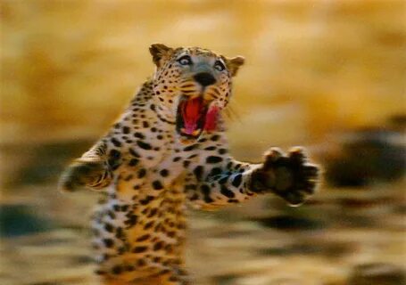 My Favorite Animal Postcards: A Leopard Pouncing on its Prey
