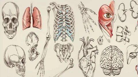 Acland's Video Atlas of Human Anatomy reviews (TV Series 0)